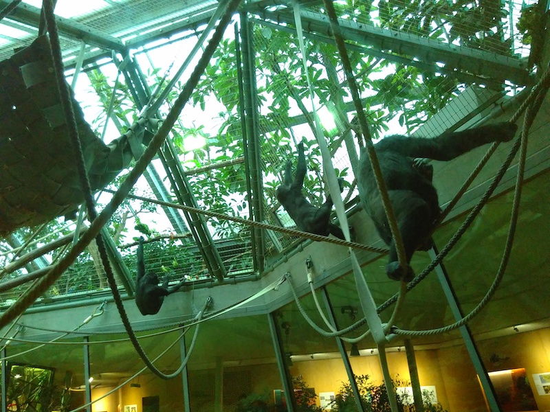 Affen bei der Fütterung im Zoo Zürich