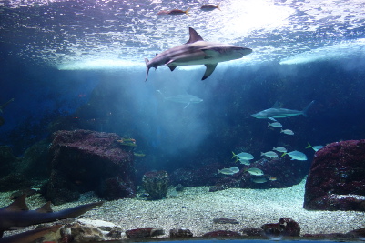 aquarium-de-la-guadeloupe