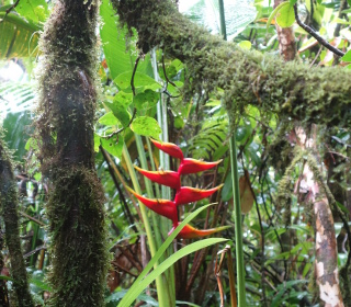 guadeloupe