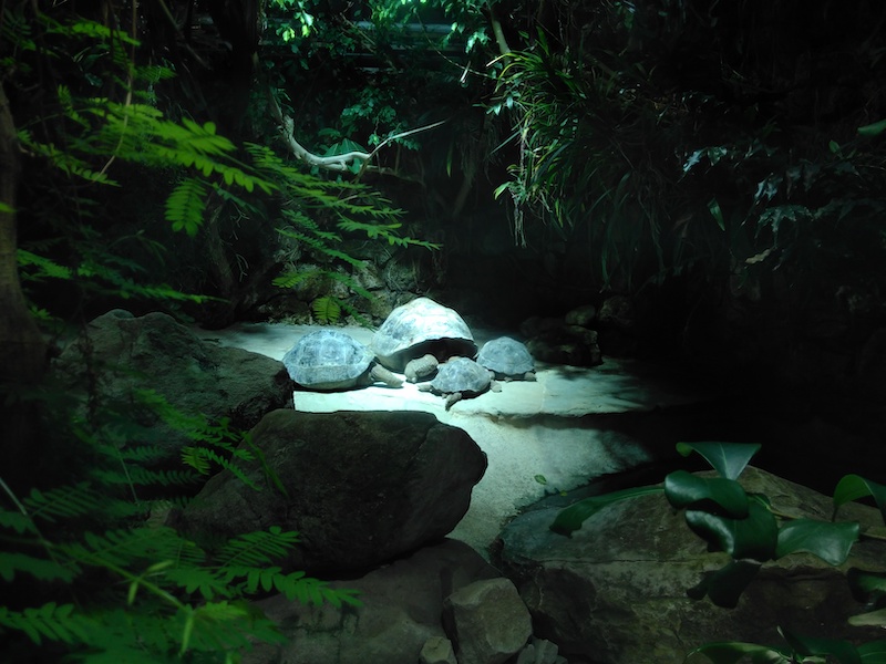 Galapago-Riesenschildkröten im Zoo Zürich
