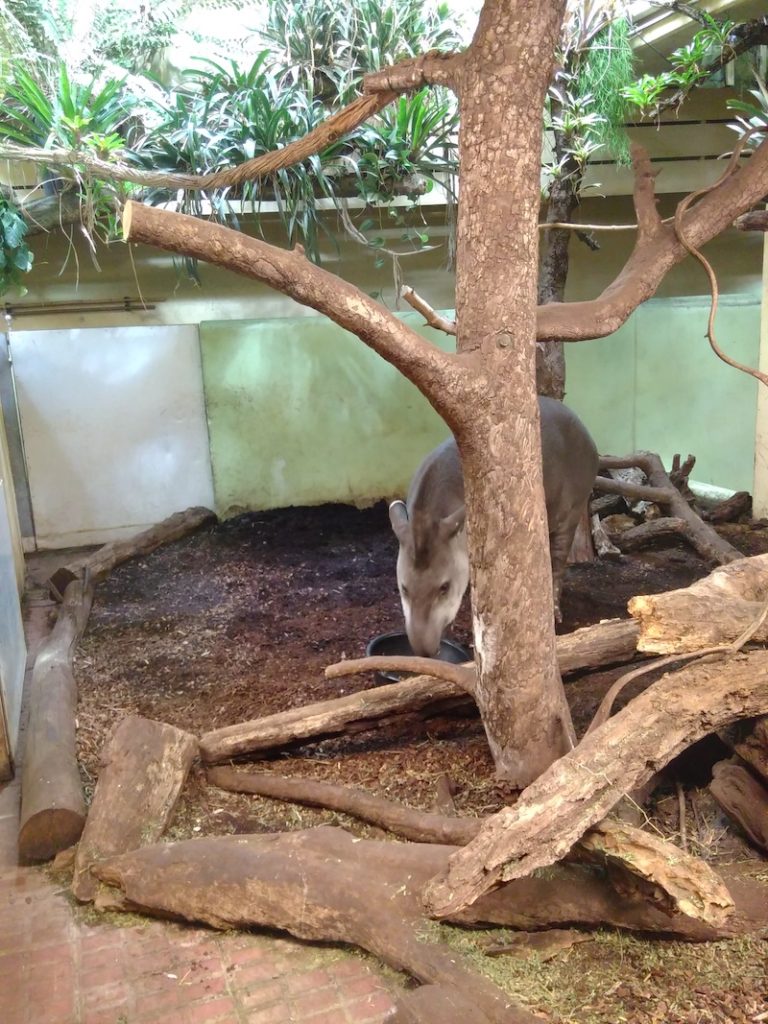 Tapir im Zoo Zürich
