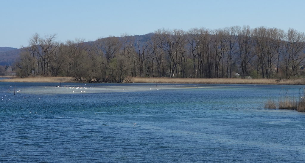 Blick von der Insel Werd auf das Vogelschutzgebiet