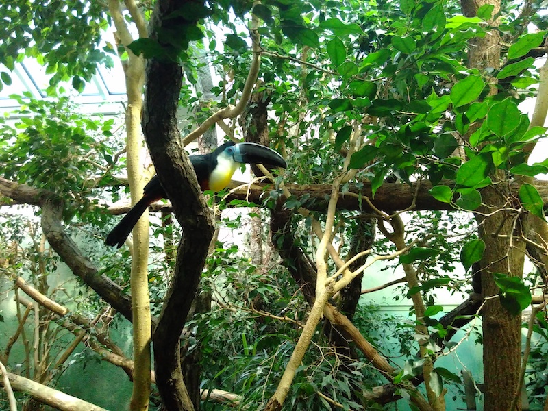 Tukan im Zoo Zürich im Exotarium